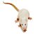 Rat albinos