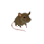 Rat